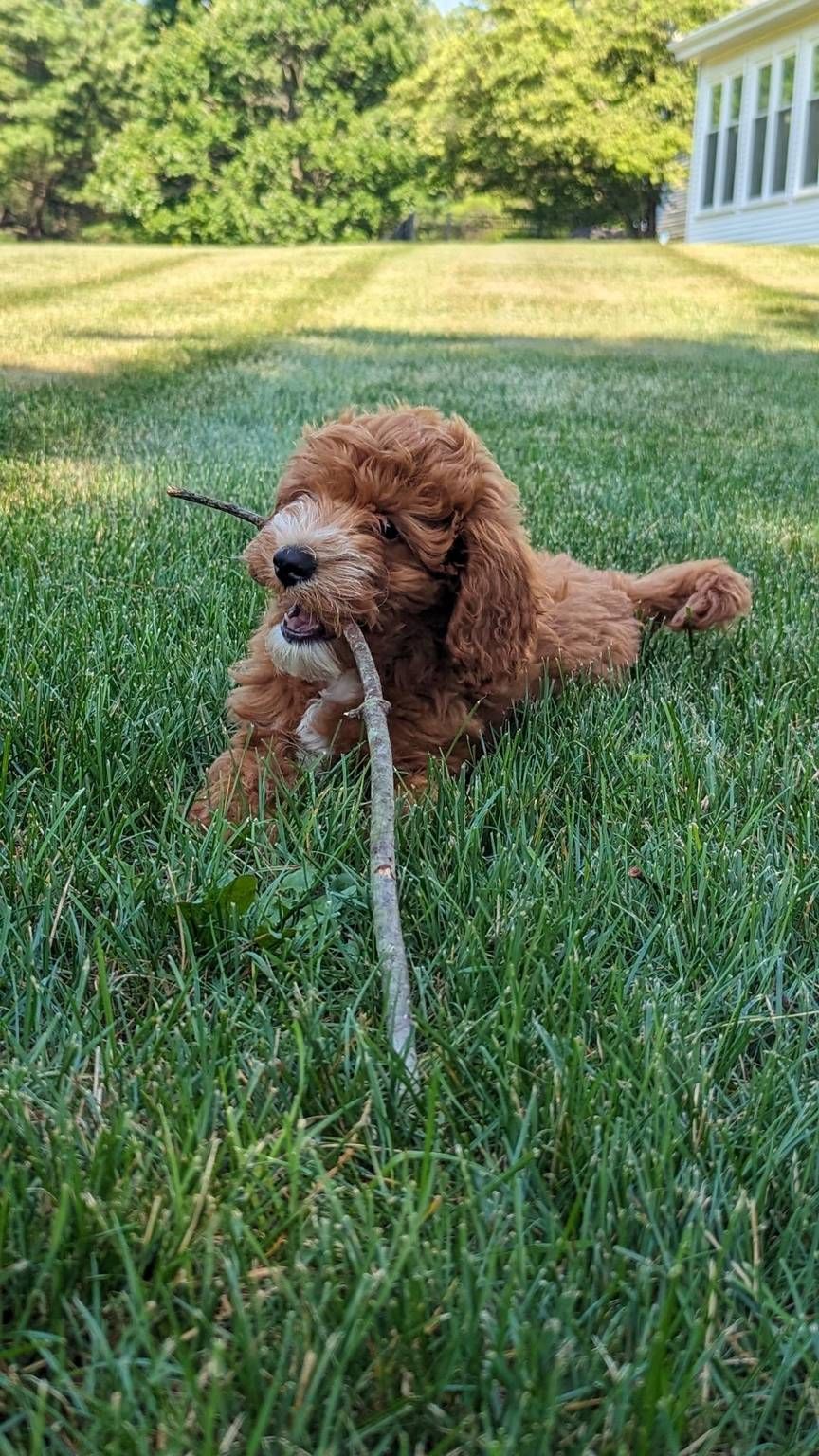 Gut Microbiome Test for Dogs